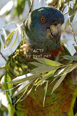 Amazona versicolor