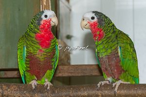 Amazona leucocephala