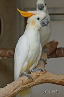 Cacatua sulphurea citrinocristata