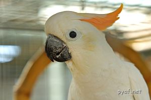 Cacatua sulphurea citrinocristata