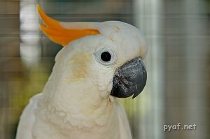 Cacatua sulphurea citrinocristata