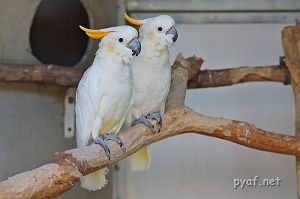 Cacatua sulphurea citrinocristata