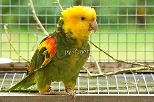 Amazona ochrocephala oratrix