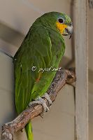 Amazona amazonica