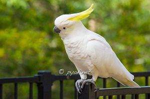 Cacatua galerita