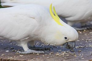 Cacatua galerita