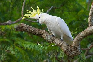 Cacatua galerita