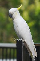 Cacatua galerita