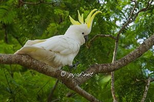 Cacatua galerita