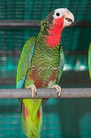 Amazona leucocephala