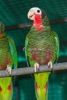 Amazona leucocephala