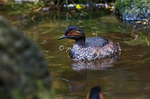 Podiceps nigricollis