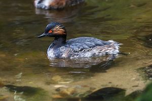 Podiceps nigricollis