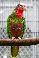 Amazona leucocephala