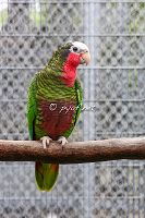 Amazona leucocephala