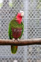 Amazona leucocephala