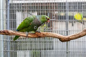 Amazona vinacea