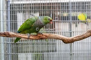 Amazona vinacea